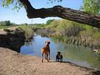 3 Beds - The Orchards at Cherry Creek Park