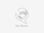 Adopt ZENDA a Domestic Short Hair