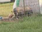$989 / 3br - 1250ft² - Tired of having pigs in your back yard - rent to own