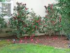 $7500 / 4br - 4Br 3Ba House for rent in Palo Alto