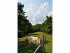 Ranger, GA, Pickens County Home for Sale 6 Bedroom 4 Baths