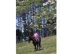 $140 / 4br - RICHMOND NASCAR SPRINT CUP WKND ON 25 ACRE RIVERSIDE COUNTRY