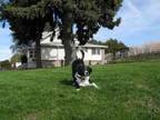 $550 / 1br - Colfax, Horse, Dog or Cat O.K., Duplex (601L S.R.