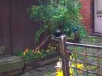 $925 / 3br - Carriage House/Garage/Aug 1 (5th Ave., Troy) (map) 3br bedroom