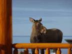 $109 / 1br - Kenai Peninsula Vacations*** Alaska Fishing***Alaska Cabin Rentals