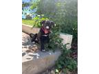 Adopt Tulip a Labrador Retriever, Great Dane