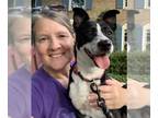 Pembroke Welsh Corgi Mix DOG FOR ADOPTION RGADN-1015891 - Flora - Corgi / Mixed