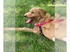 Golden Retriever Mix DOG FOR ADOPTION RGADN-1015894 - Lizzie - Golden Retriever