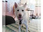 Huskies Mix DOG FOR ADOPTION RGADN-1016199 - Duska - Husky / Mixed Dog For