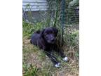 Adopt Princess litter Jasmine a Tan/Yellow/Fawn - with White Great Pyrenees /