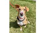 Adopt Charlie a Mixed Breed