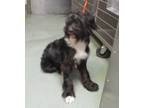 Adopt Monty a Golden Retriever / Poodle (Standard) / Mixed dog in Raleigh