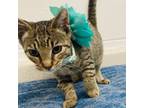 Adopt Kenzie a American Shorthair