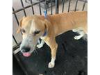 Adopt Fritz a Beagle