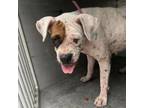 Adopt Strollen a Boxer