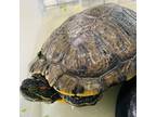 Adopt Newt - Costa Mesa Location a Turtle - Water reptile, amphibian