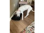 Adopt Adrian a White American Pit Bull Terrier / Hound (Unknown Type) / Mixed