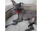 Adopt Mezcalita a Greyhound, Cattle Dog