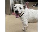 Adopt Bolt a Treeing Walker Coonhound