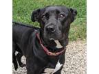 Adopt Fiesta a Labrador Retriever