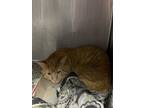 Adopt Danni a American Shorthair, Domestic Short Hair