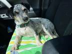Adopt Dallas a Australian Cattle Dog / Blue Heeler