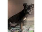 Adopt Polly a Pit Bull Terrier, Mixed Breed