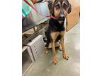 Adopt Goofy a Hound