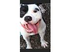 Adopt ASAMI a Pit Bull Terrier