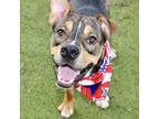 Adopt Tyler a Boxer, Beagle