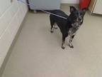 Adopt MILO a Border Collie, Australian Cattle Dog / Blue Heeler