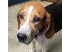 Adopt Crum Muffin a Treeing Walker Coonhound