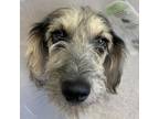 Adopt Sergio Perez a Beagle