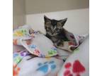 Adopt Merlin a Domestic Short Hair