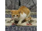 Adopt Donovan a Domestic Short Hair
