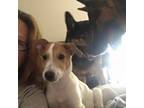 Adopt Jughead a Collie