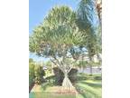 111 SE 3rd Ave #503, Dania Beach, FL 33004