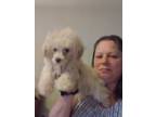 Single women n her dogs looking for a place to call home again in the country