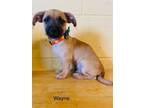 Adopt Wayne a Terrier