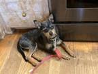 Adopt Ted a Fox Terrier