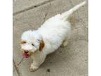Adopt Thumper a Labradoodle, Poodle