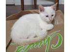 Adopt Ruffles a Siamese