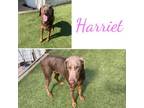 Adopt Harriet a Weimaraner, Doberman Pinscher