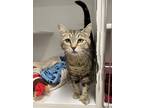 Adopt Katie a Domestic Short Hair