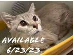 Adopt Cat Condo #2 Keke a Domestic Short Hair
