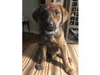 Adopt Beth a German Shepherd Dog, Labrador Retriever