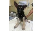 Adopt Cinderella a German Shepherd Dog
