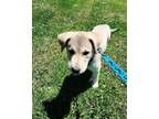Adopt Macaroni a Husky