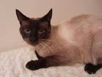 Adopt Eli a Siamese