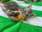 Adopt Lapis a Dilute Calico